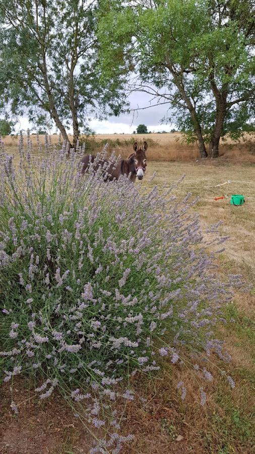 Camping La Petite Houmee Curzay-sur-Vonne Exterior foto